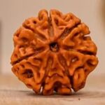 Certified 7 Mukhi Rudraksha Online (1)