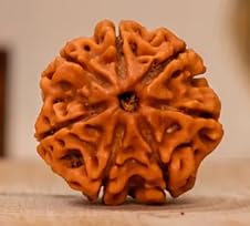 Certified 7 Mukhi Rudraksha Online (1)