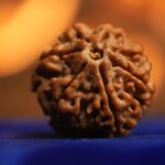 Certified 7 Mukhi Rudraksha Online (2)